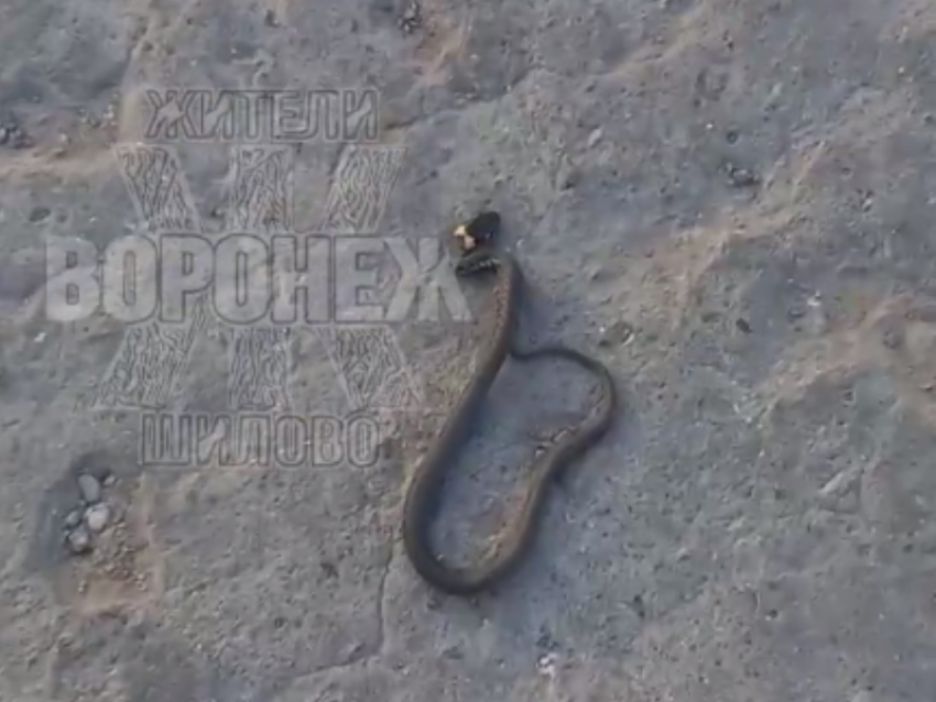 Гад ползучий: неприятного соседа сняли на видео жители воронежского микрорайона 