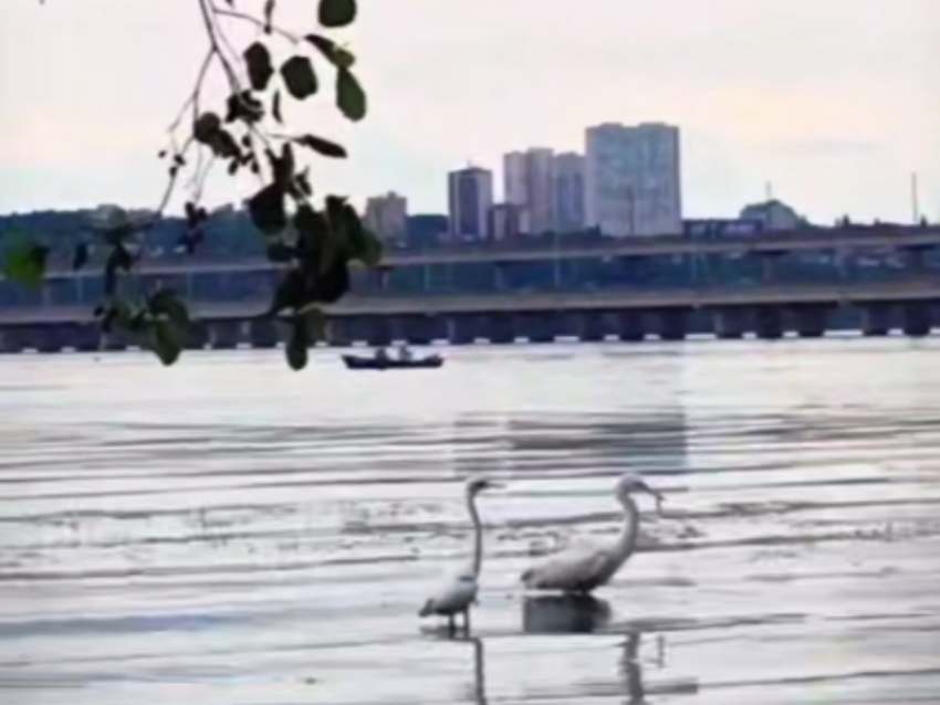 Игрища белоснежной парочки попали на видео в Воронеже