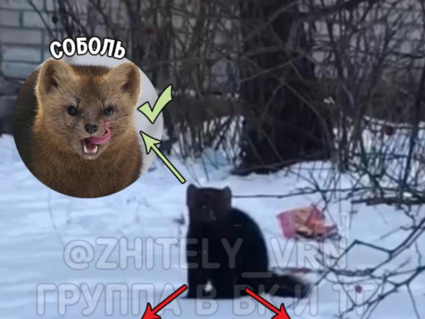 Кто на самом деле охотился на ворон в Воронеже, пояснили зоозащитники
