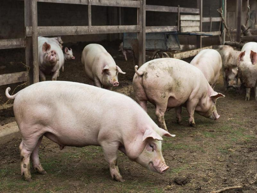  Воронежские животноводы резко увеличили экспорт свиней на убой