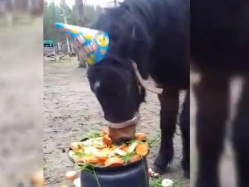 Трогательное поздравление пони с днем рождения показали в Воронеже
