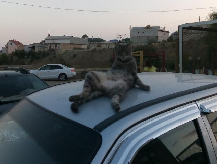 Крымского кота-эксгибициониста сняли кайфующим на воронежском авто