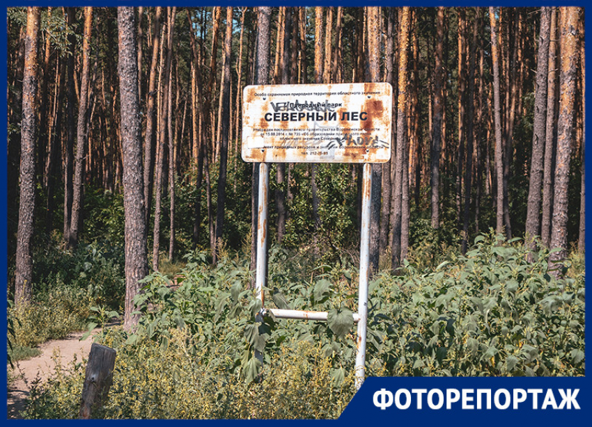 Лес раздора: как выглядит природный парк, распиленный частниками в Воронеже