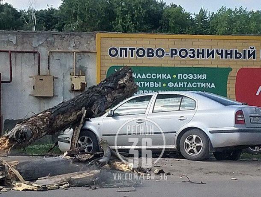 Упавшее дерево раздавило иномарку в Воронеже 