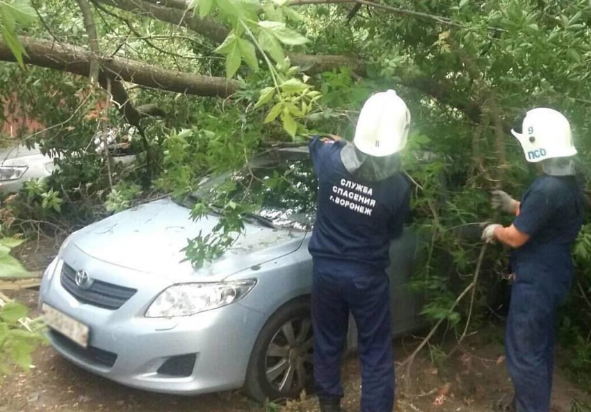 Дерево рухнуло на Toyota в Воронеже из-за сильного ветра