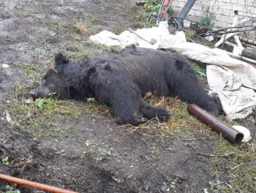 Под Воронежем на хозяина медведя-убийцы завели уголовное дело