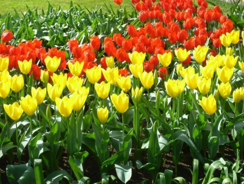 Будущей весной в Воронеже распустятся 77,6 тысяч тюльпанов