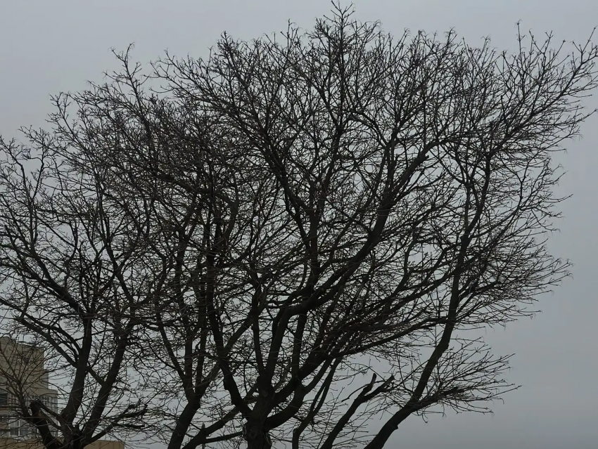Весна в Воронеже решила не торопиться, но все же радовать