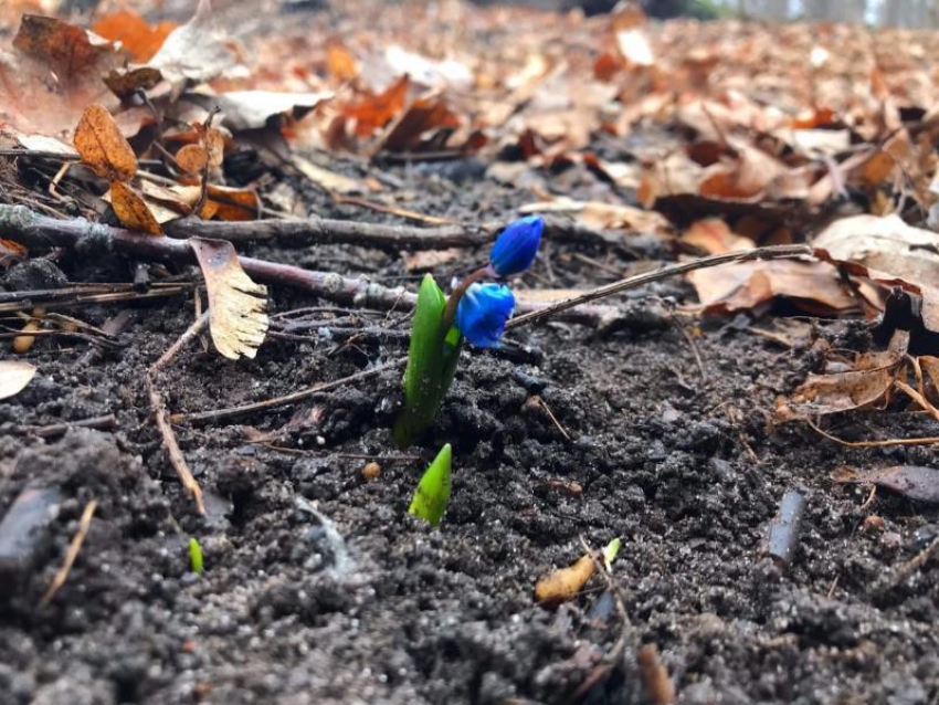  Аномальное поведение природы сняли зимой в Воронеже 