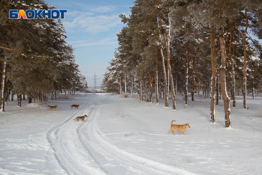 Леденящая жуть нагрянет в ночи к жителям Воронежской области