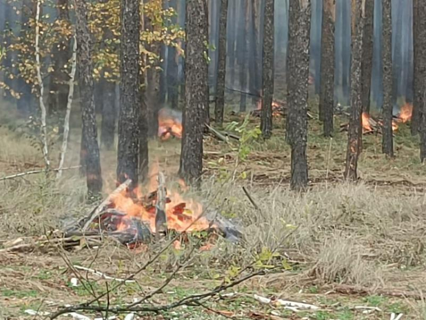 «112» отказывается принимать вызов»: «Блокнот Воронеж» разобрался, что за костры полыхнули в лесах Отрожки 