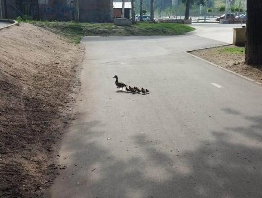 Утка из Центрального парка показала воронежцам своих утят