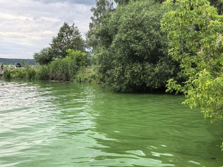 Водохранилище резко позеленело в Воронеже – опубликованы кадры