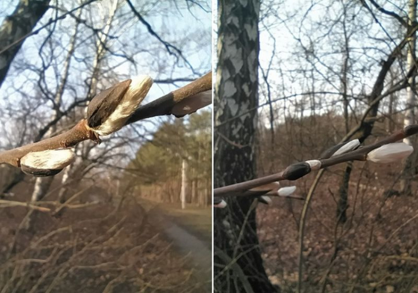 Цветение вербы в январе запечатлели на фотографиях воронежцы