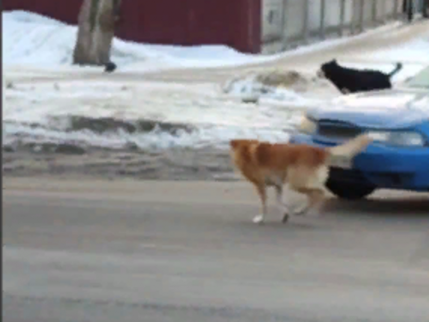 Собачий террор автомобилей попал на видео в Воронеже