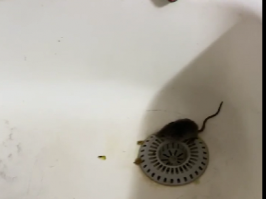 «Сидела и умывалась»: мышь из вентиляции застукали в квартире в Воронеже