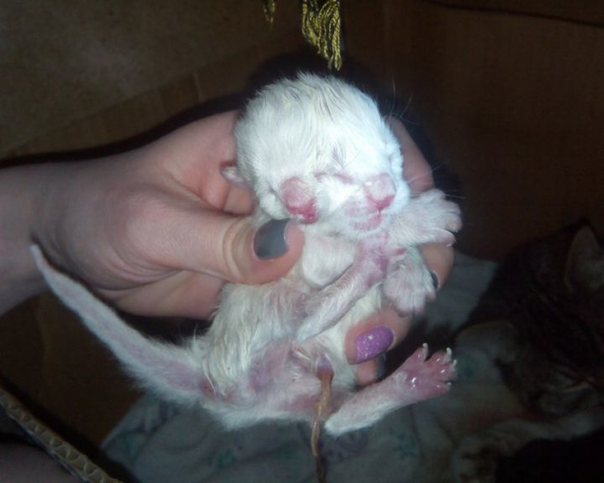 В Воронеже родился двухголовый кот 