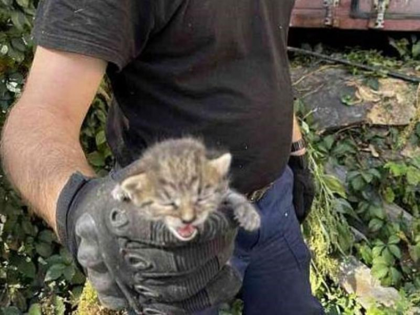 Котенок в проволоке и пес в колодце: спасатели выручили зверей в Воронеже