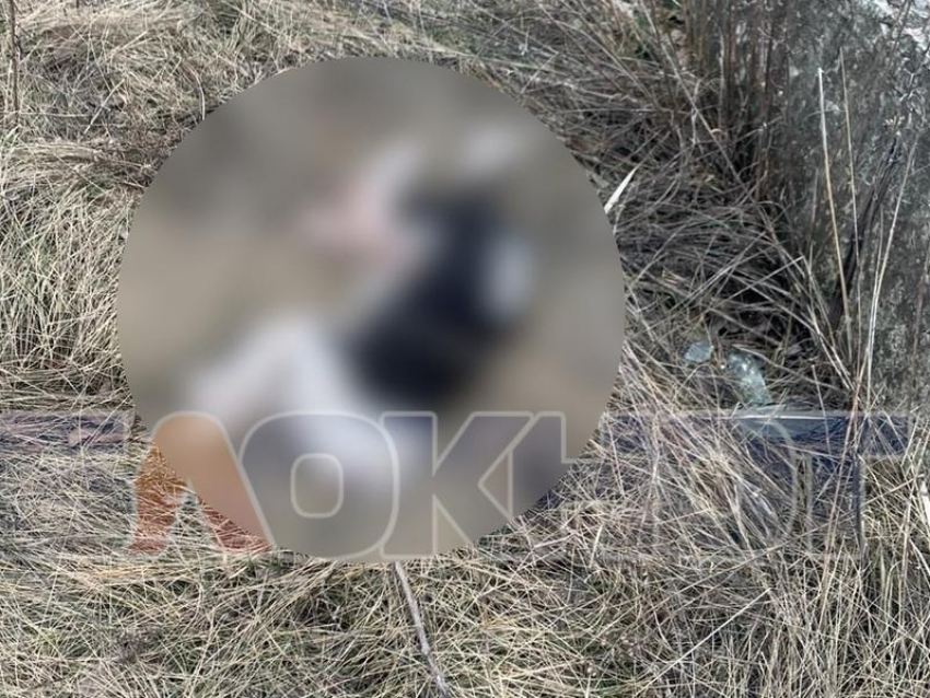 Обезглавленные трупы собак обнаружили под Воронежем