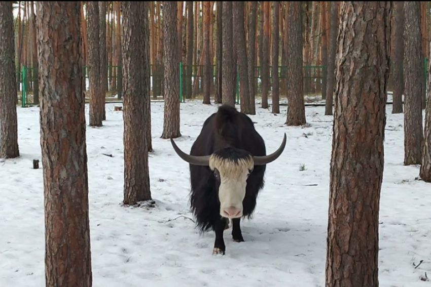 Зачем рогатый “воронежец” носит юбку в пол зимой