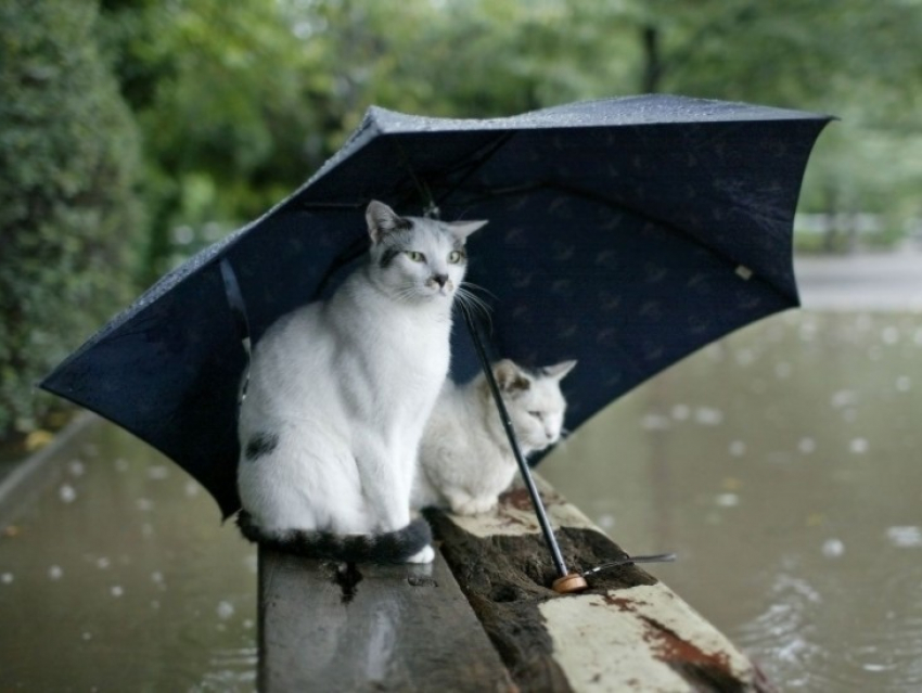 В Воронеже дожди будут идти до конца недели