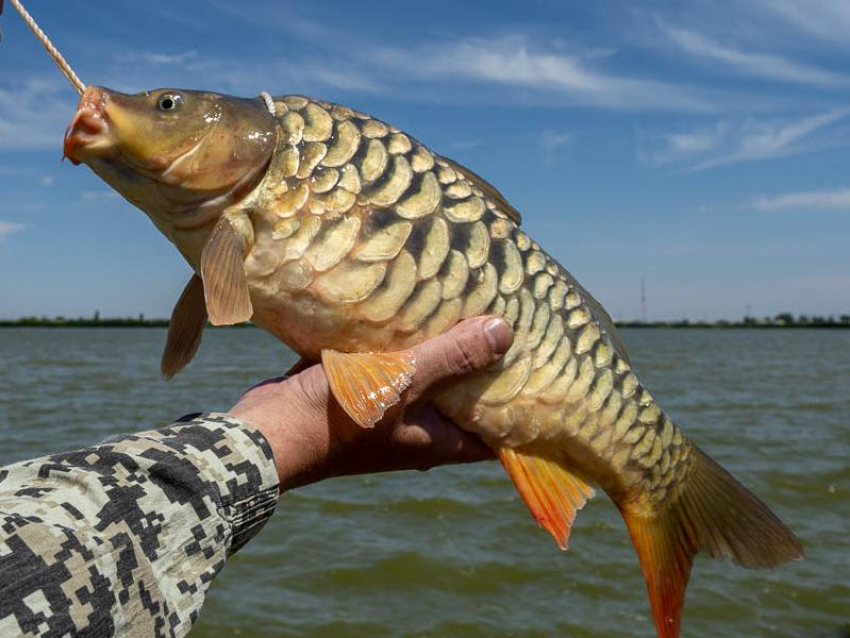 Кража семи карпов обернулась для воронежца колонией строгого режима 