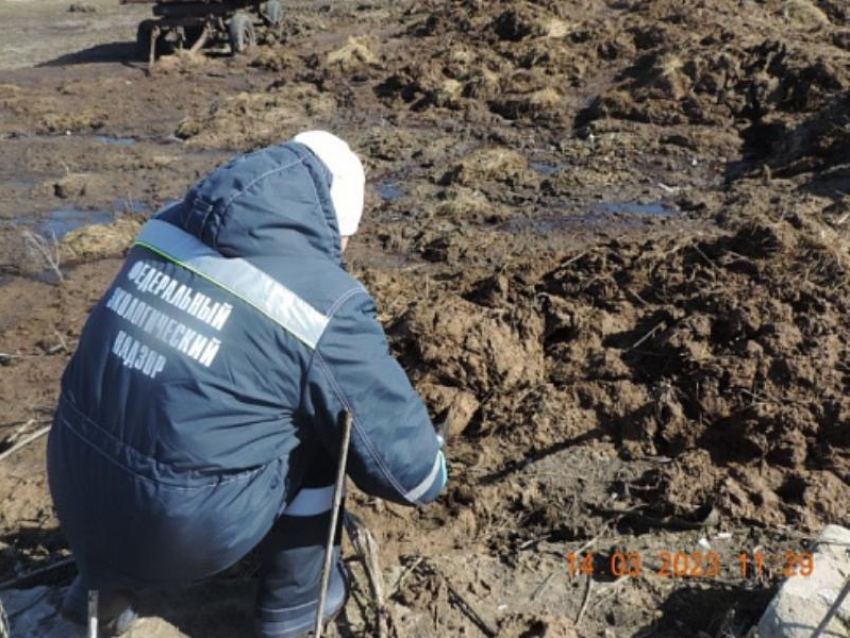 Более 27 млн должны заплатить фермеры за навоз в воронежском селе 