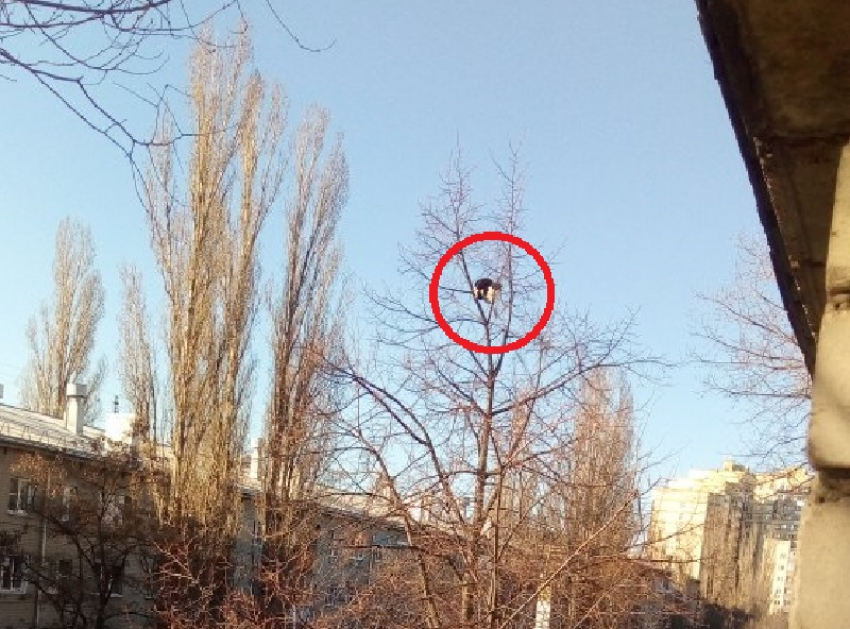 Чудесное спасение загнанного на дерево кота показали в Воронеже