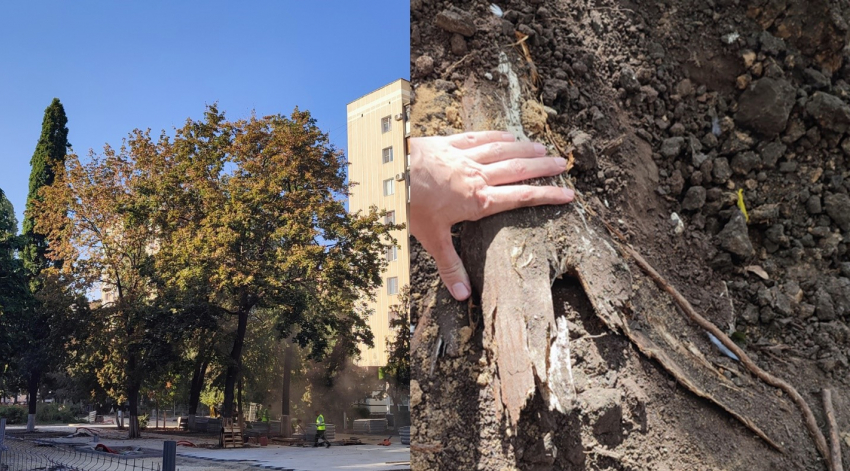 На бульваре Карла Маркса стали засыхать деревья с отрубленными корнями