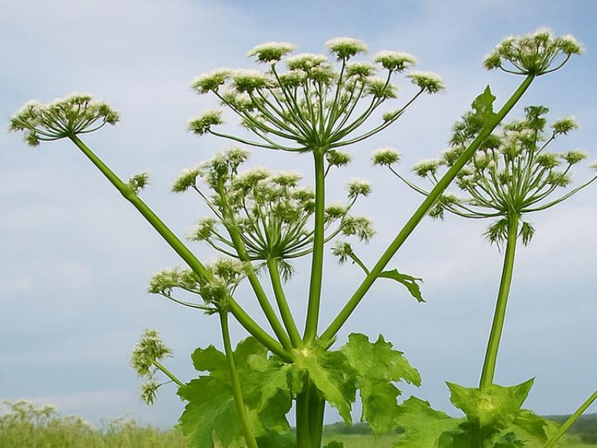 Появление страшного борщевика объяснили в ботсаду ВГУ