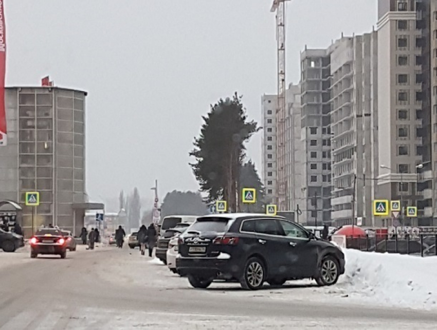 «Ежика в тумане» в виде дерева сфотографировали в Воронеже 