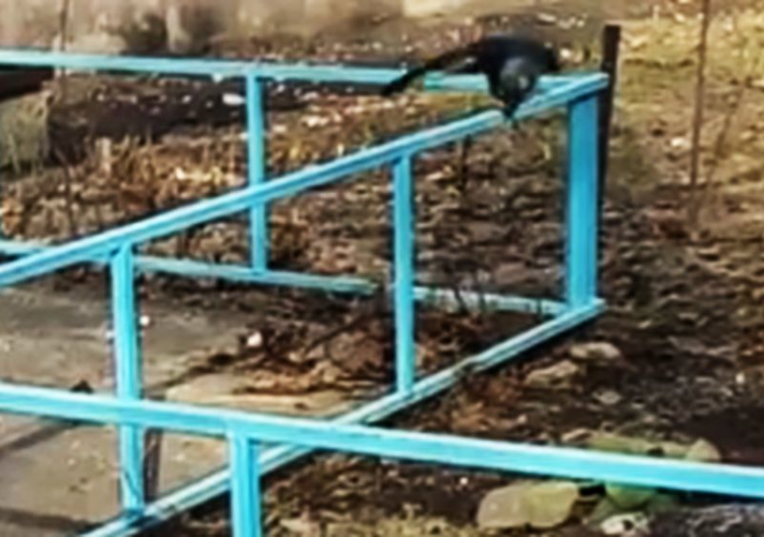 «Дерзкое» похищение проволоки вороной в Воронеже попало на видео