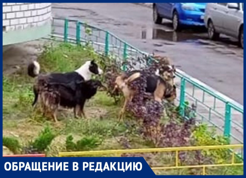 "Бегают по дворам, а отдыхают на детской площадке": как бродячие собаки довели жительницу Воронежа