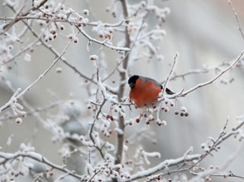 На рабочей неделе воронежцев ожидает морозная и снежная погода
