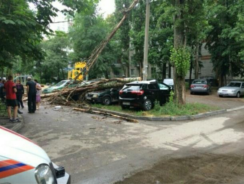 Ночная непогода в Воронеже завалила деревьями припаркованные авто