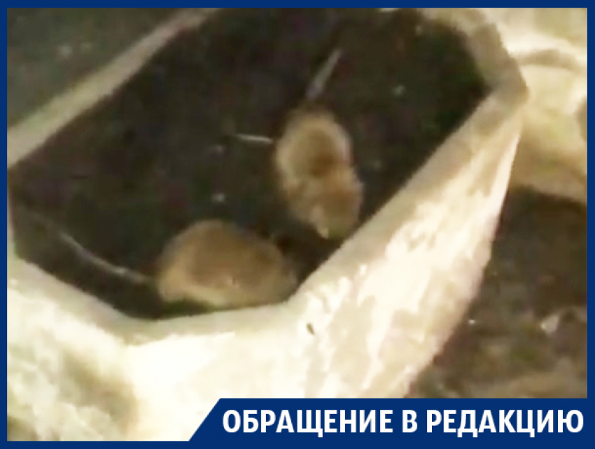 Нашествие жирных крыс угрожает детям в центре Воронежа