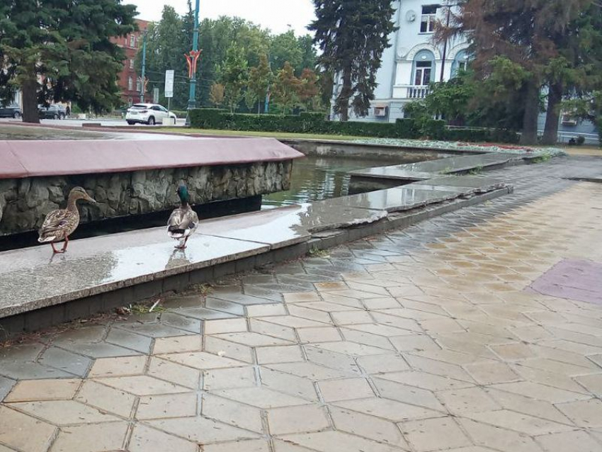 Утка с селезнем поселились в фонтане в самом центре Воронежа