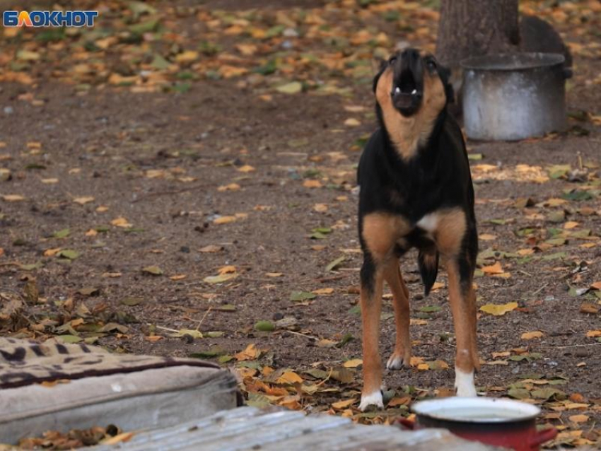 Бездомная собака вцепилась в ногу мальчику в Воронежской области