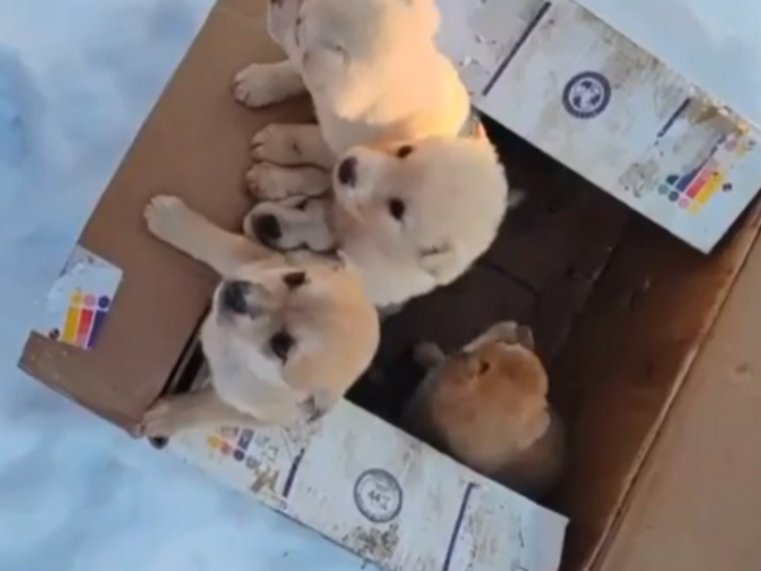 Душераздирающее видео: коробку с щенятами выкинули в воронежском лесу 