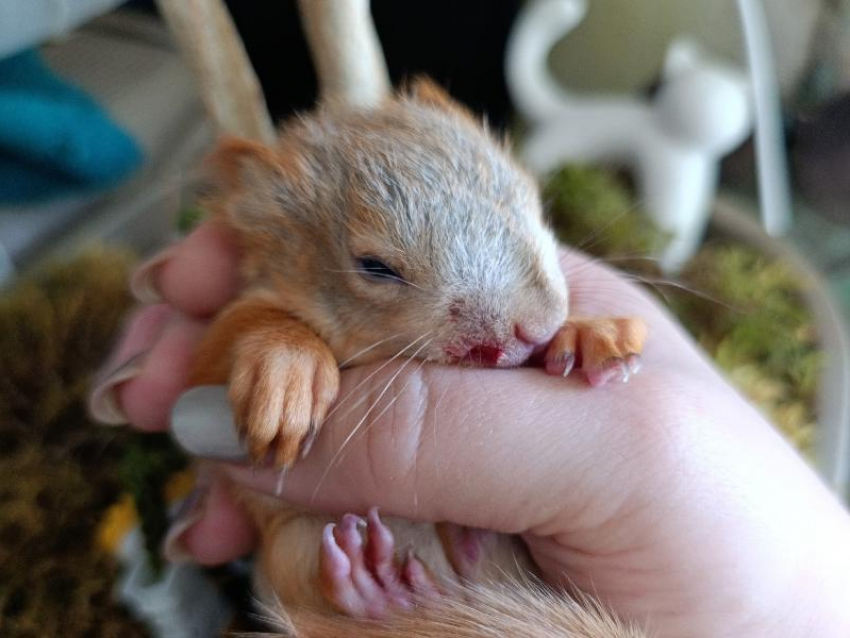 Двух раненных бельчат отбили у вороны в воронежском парке Оптимистов