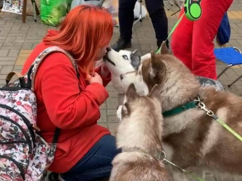 Трогательные отношения хаски и человека запечатлели в Воронеже