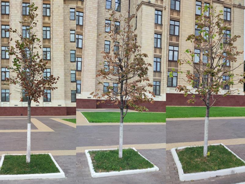 Вокруг областного правительства снова засыхают молодые липы