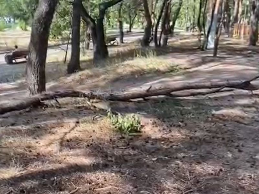 По счастливой случайности никто не погиб, - жительница Воронежа о происшествии в парке «Дельфин»