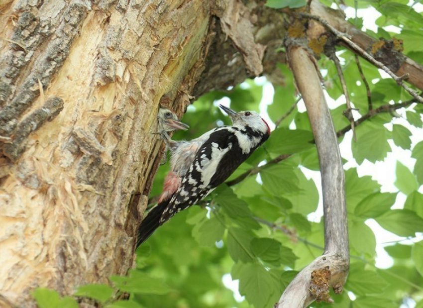 В Воронежском заповеднике птенцы среднего дятла вылетели из гнезд