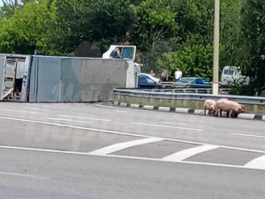 Фура со свиньями перевернулась на воронежской трассе – опубликовано видео