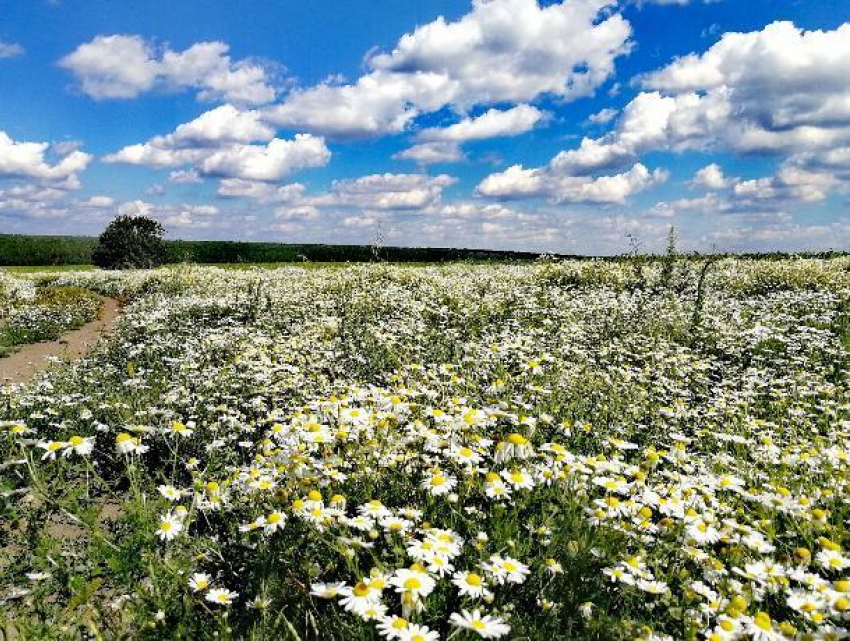 Ромашковое «море» попросили спрятать от воронежцев