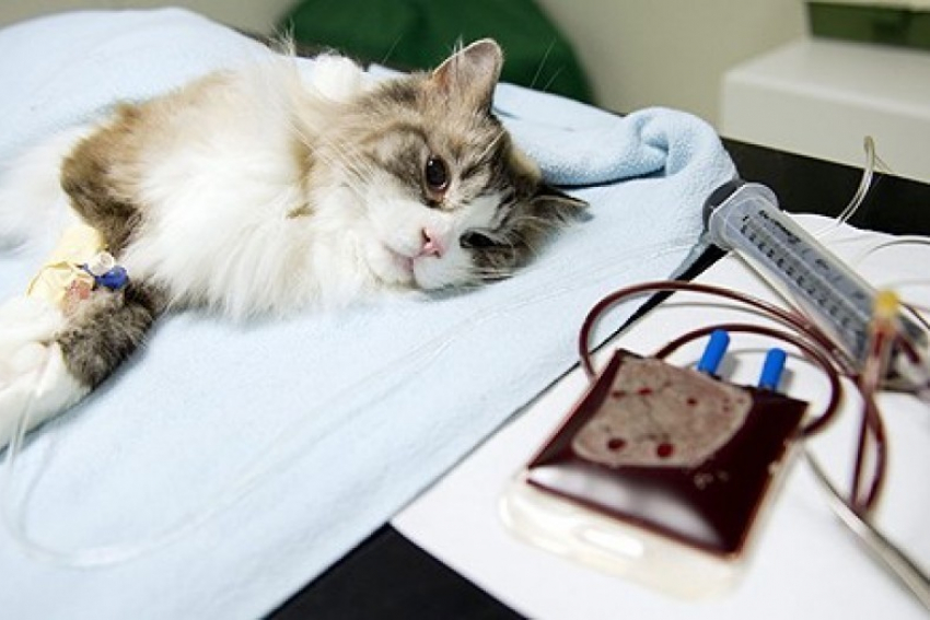 В Воронеже ищут донора для кошки больной анемией