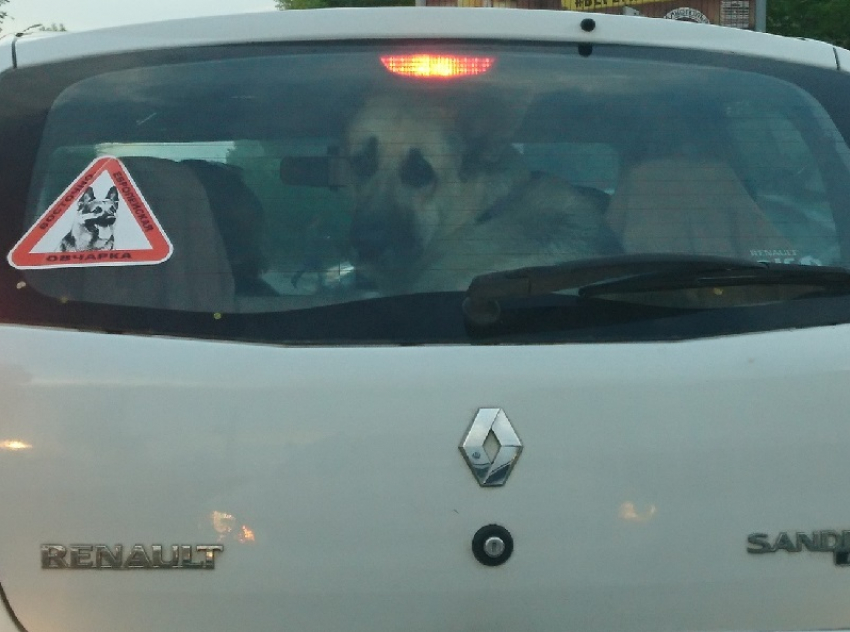Очень грустного пса заметили в багажнике Renault в Воронеже