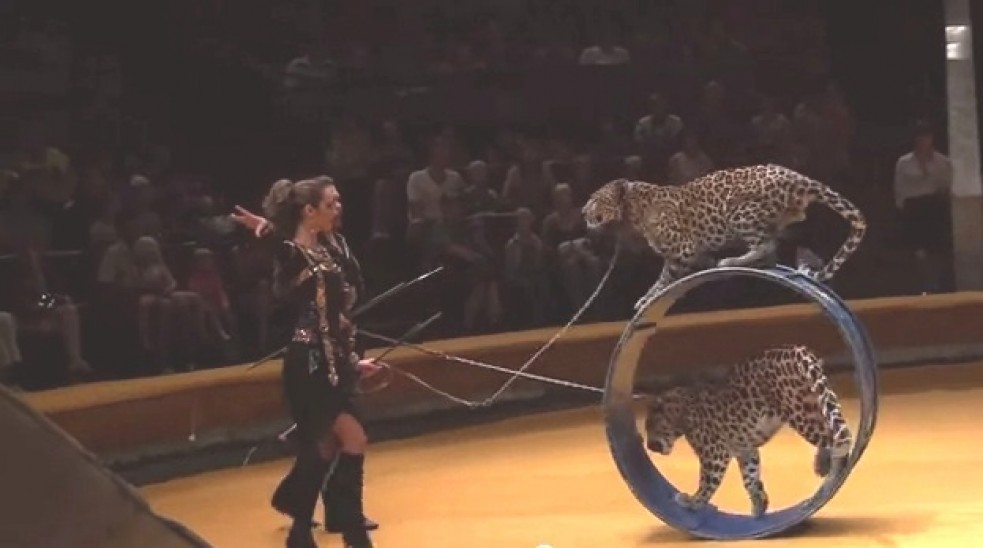 В воронежском Цирке выступают канатоходцы и дрессированные леопарды и кошки